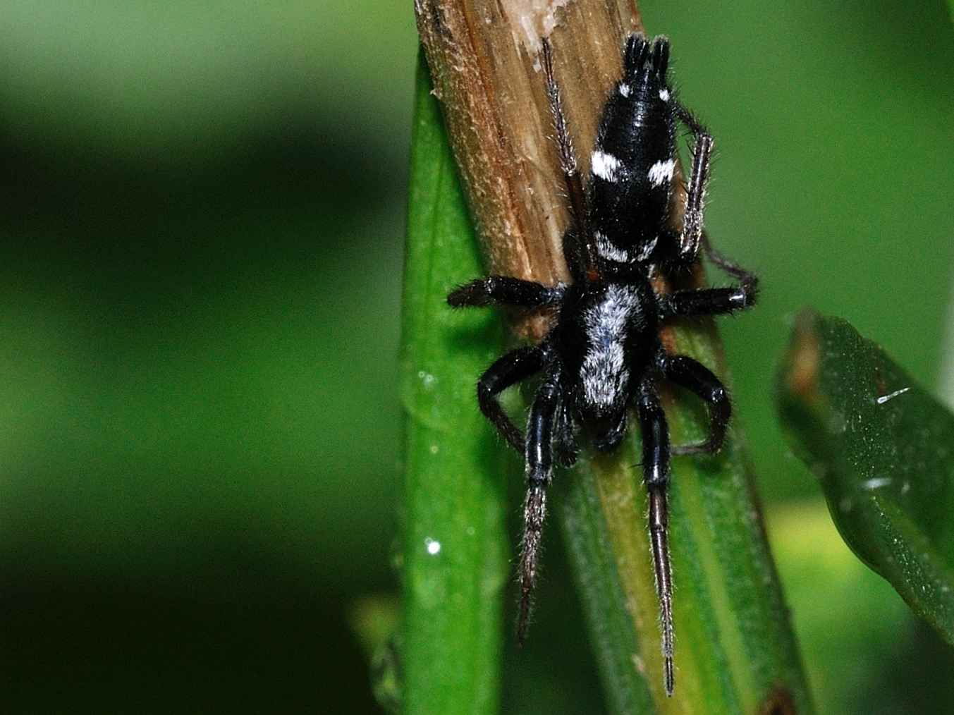 Aphantaulax sp.